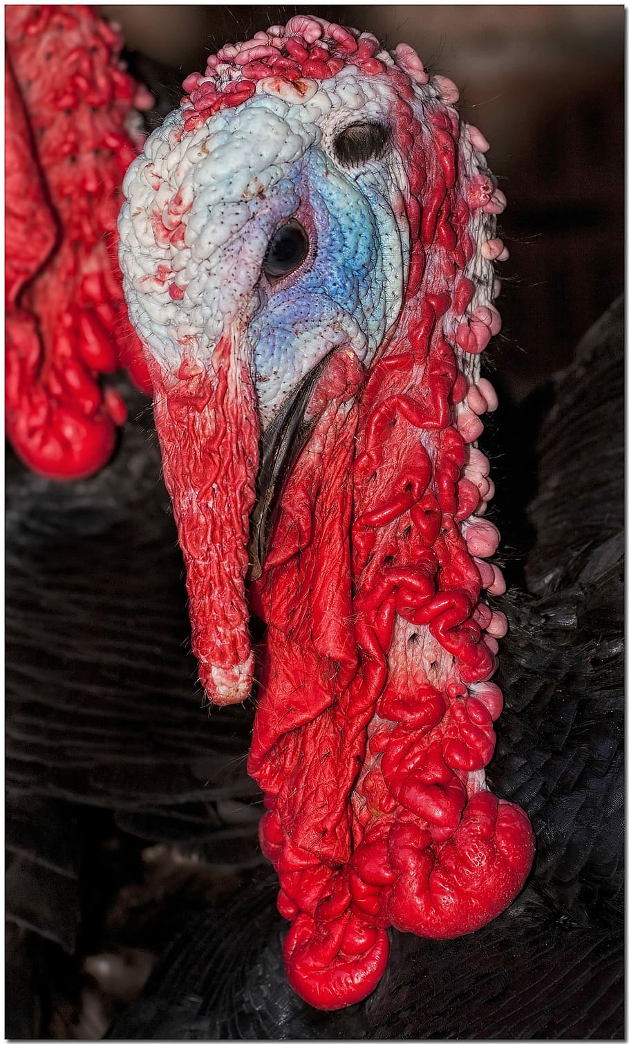 Turkey, Red, Ave, bird, one animal, close-up, beak, animal head HD wallpaper