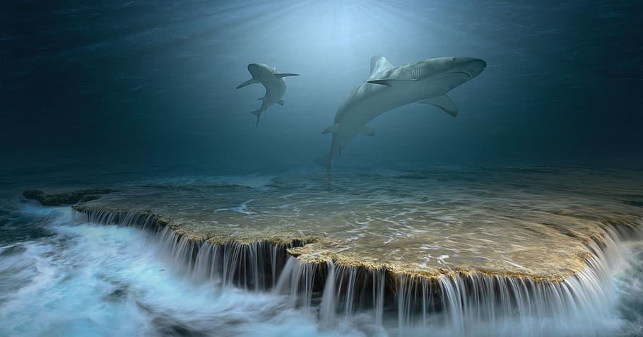 two shark near underwater waterfalls, hai, sharks, sea, ocean, HD wallpaper