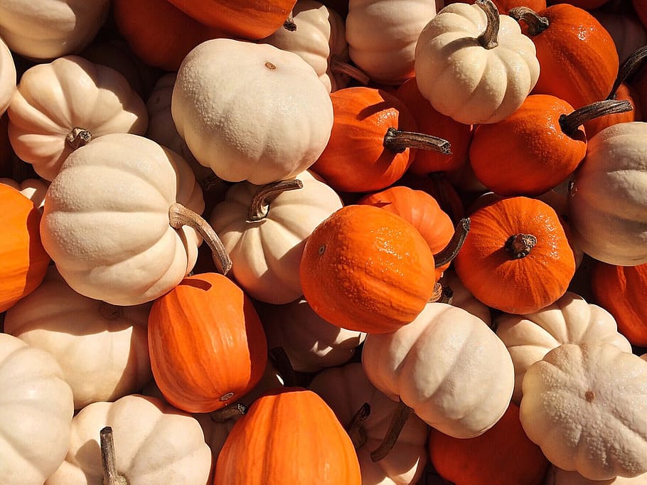 beige and orange pumpkin lot, pumpkins, fall, autumn, halloween HD wallpaper