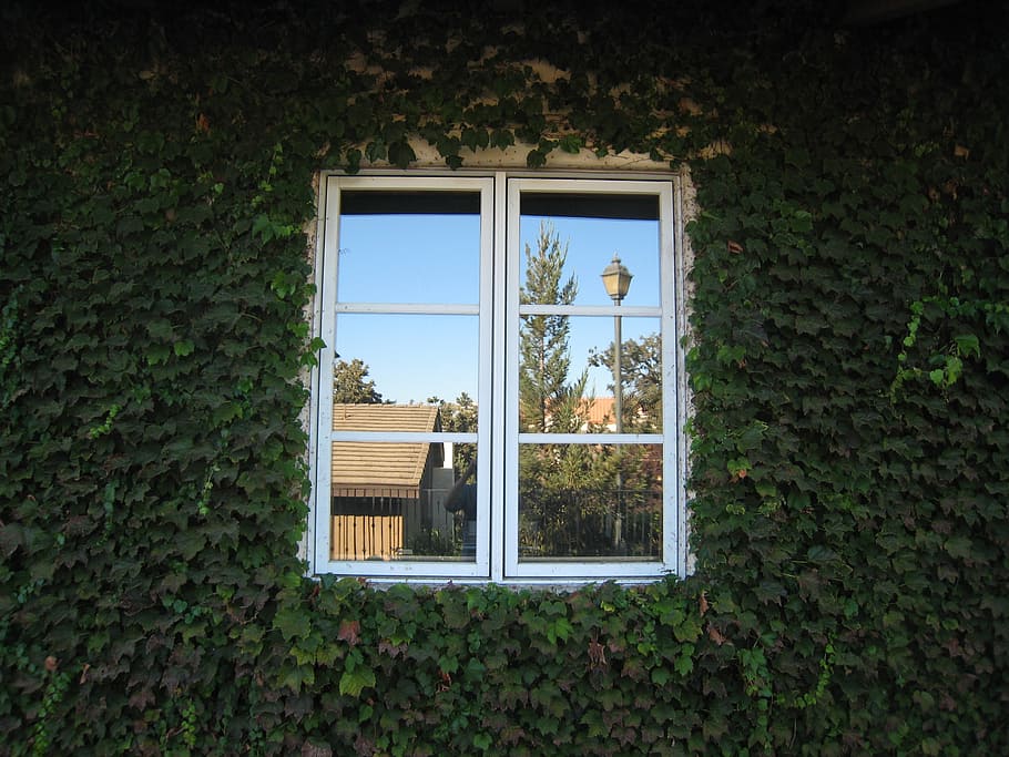 window, light, change in light, plant, architecture, built structure HD wallpaper