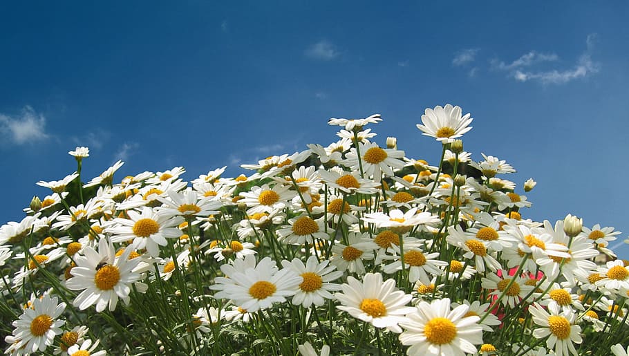white chamomiles field closeup photo, white Daisy, Flower, marguerite, HD wallpaper