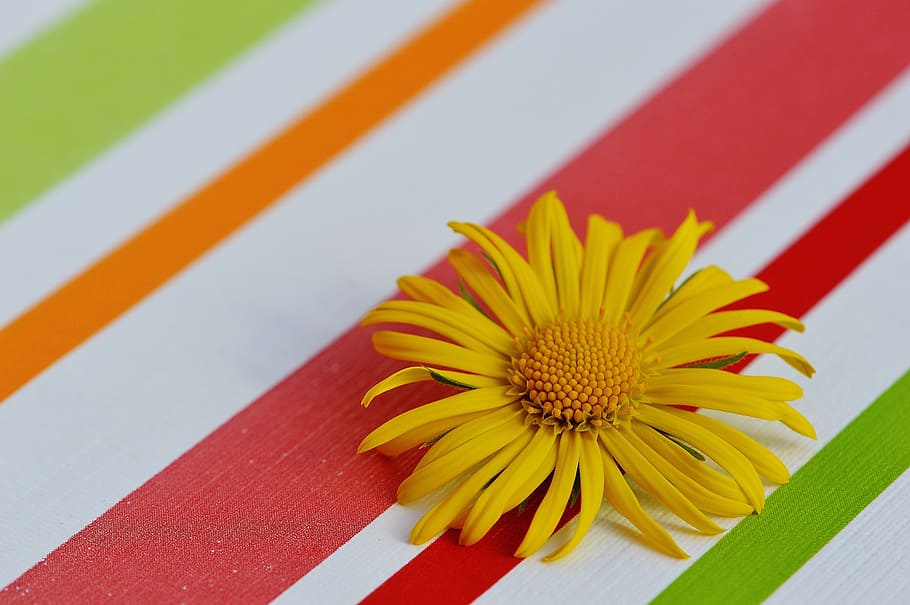 Flower, Spring, Yellow, pointed flower, close, beautiful, petal HD wallpaper