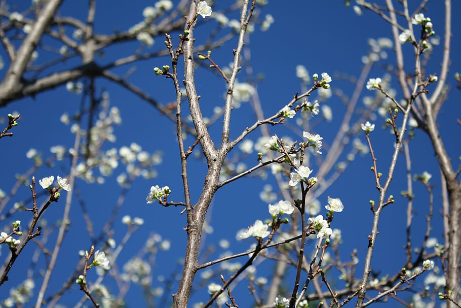 nature, spring, blue sky, fresh, bright, white blossom, branches HD wallpaper