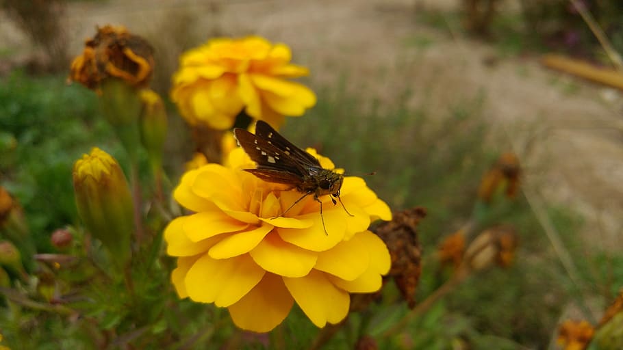 Flowers, Bug, Butterfly, Insects, Autumn, plants, moth, affix HD wallpaper