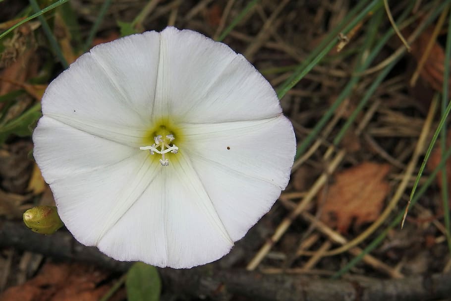 Bindweed, Real Fence Winds, convolvulus sepium, wild flower, white blossom, HD wallpaper