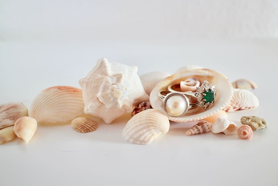 white and brown seashells and eingrings, jewelry, precious HD wallpaper