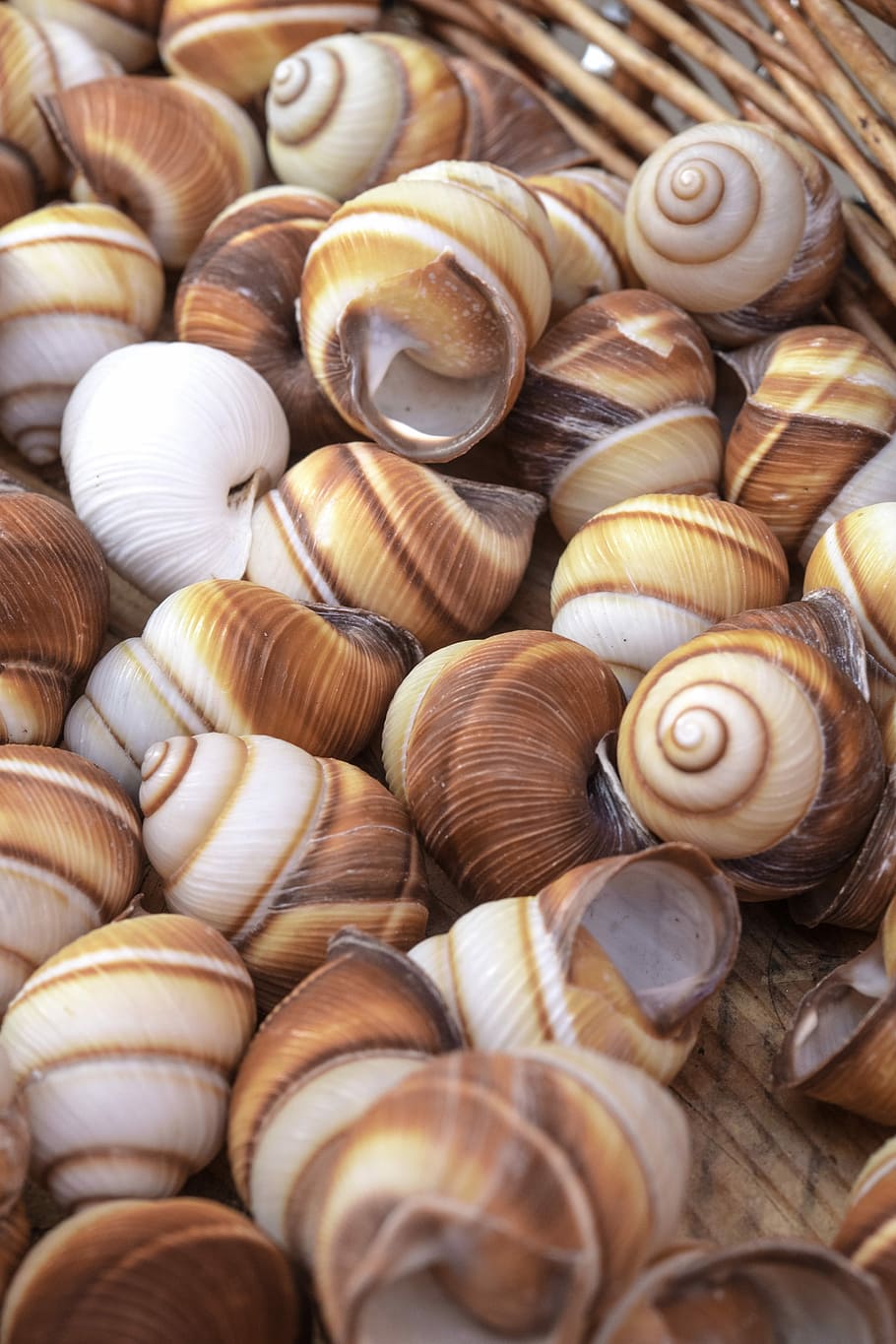 Snail Shell Meaning In Urdu