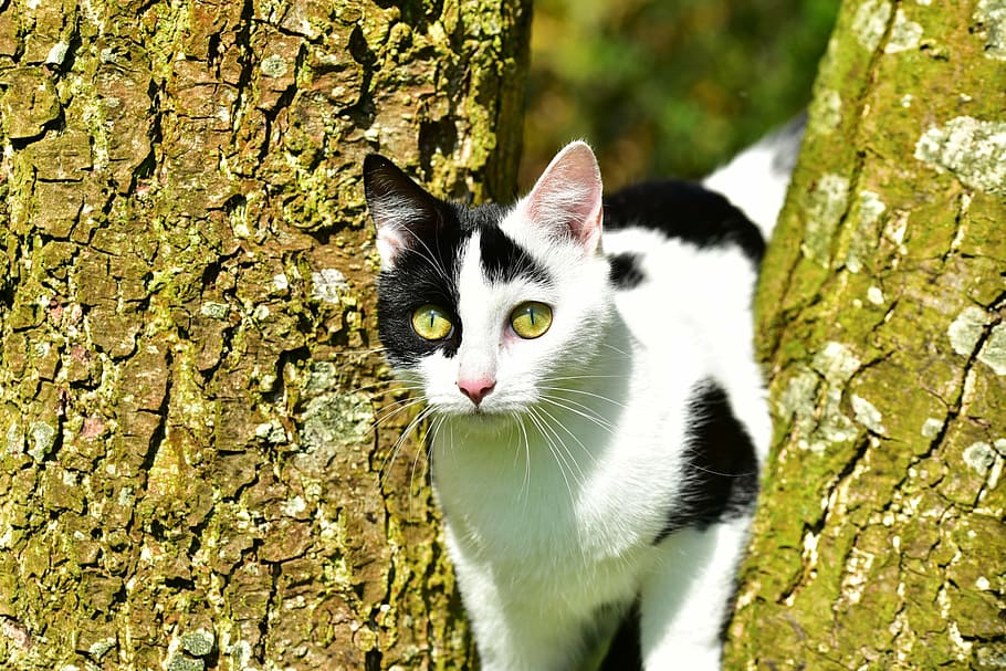 white and black cat between tree trunk, young cat, climb, kitten HD wallpaper