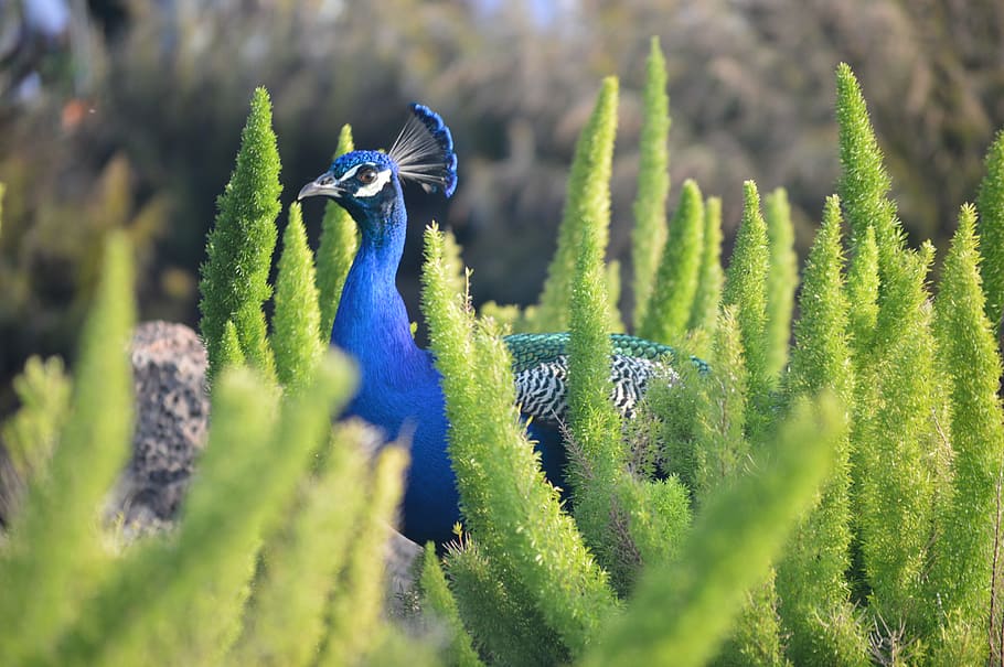selective focus photography of blue peacock, blue and gray peacock near green plants outdoor during daytime