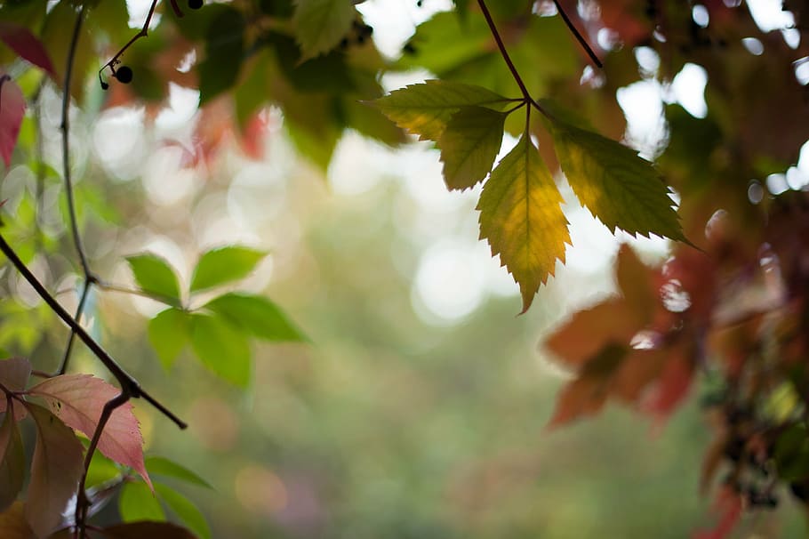 photography of green leaf plant, autumn, nature, forest, tree HD wallpaper