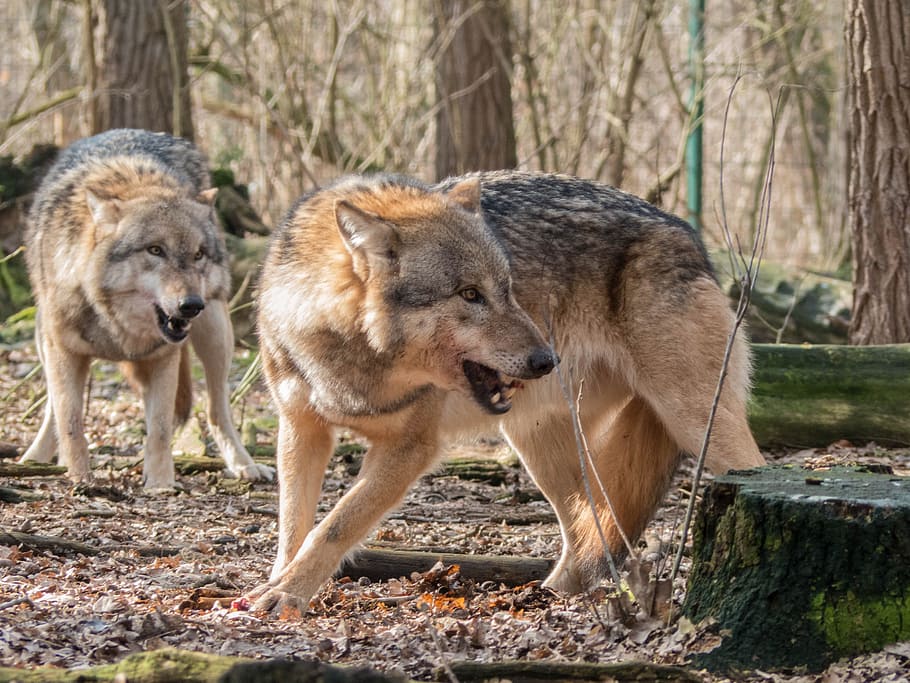 two adult wolves during daytime, wolf, animal, nature, predator HD wallpaper