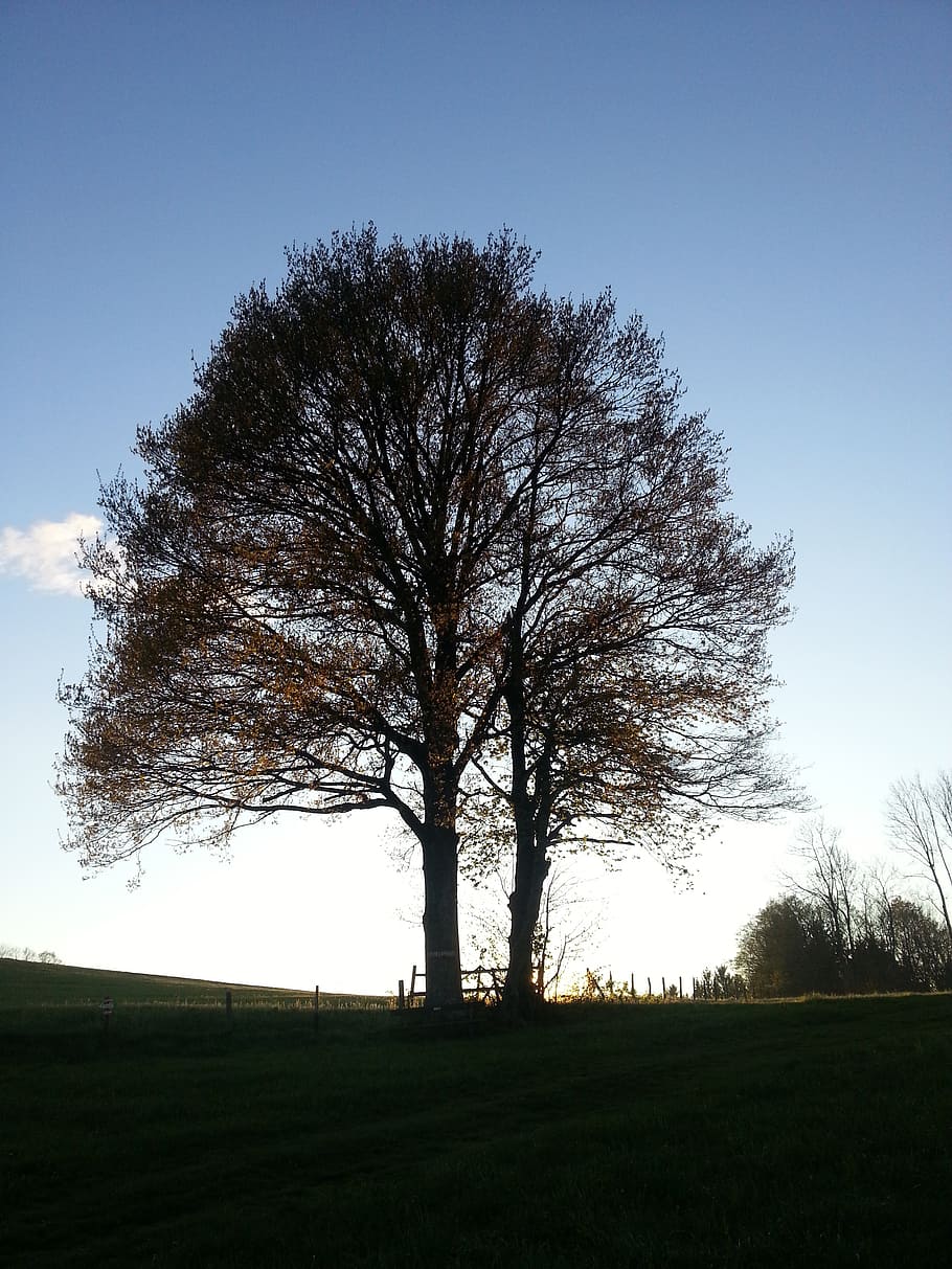 tree, sky, autumn, abendstimmung, landscape, nature, rest, silhouette HD wallpaper