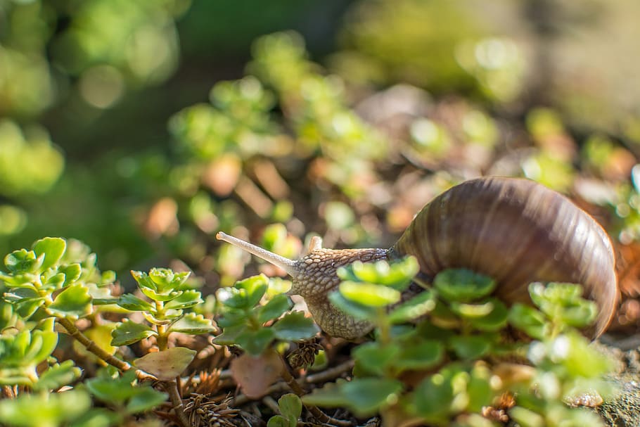 snail, green, shell, nature, leaf, slowly, animal, close up HD wallpaper
