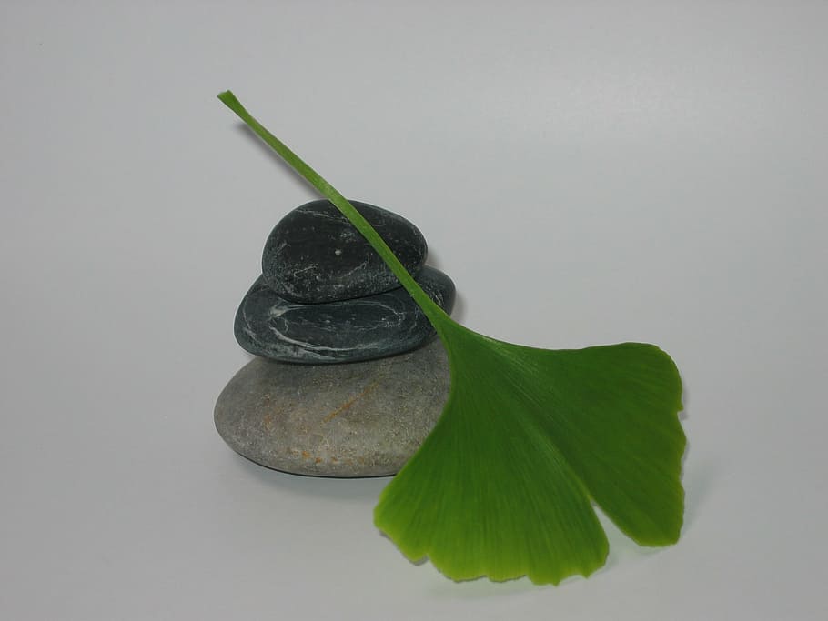 pebble, gingko, zen, leaf, plant part, studio shot, no people HD wallpaper