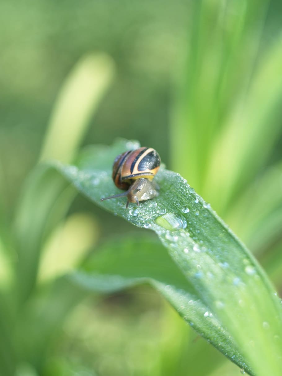 snail, rosa, garden, drops, macro, wet, green, foliage, water HD wallpaper
