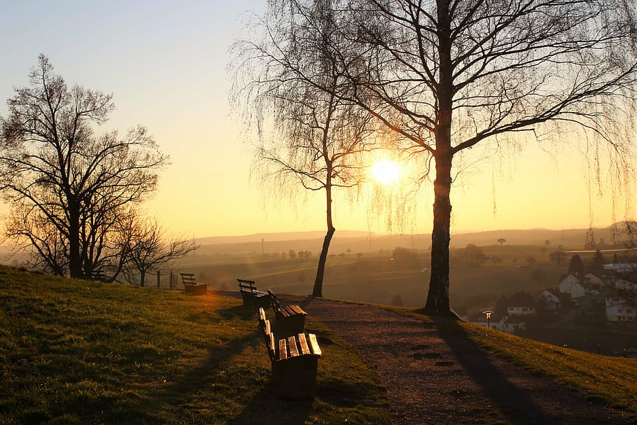 bank, sun, tree, light, back light, evening, sunset, sky, plant HD wallpaper