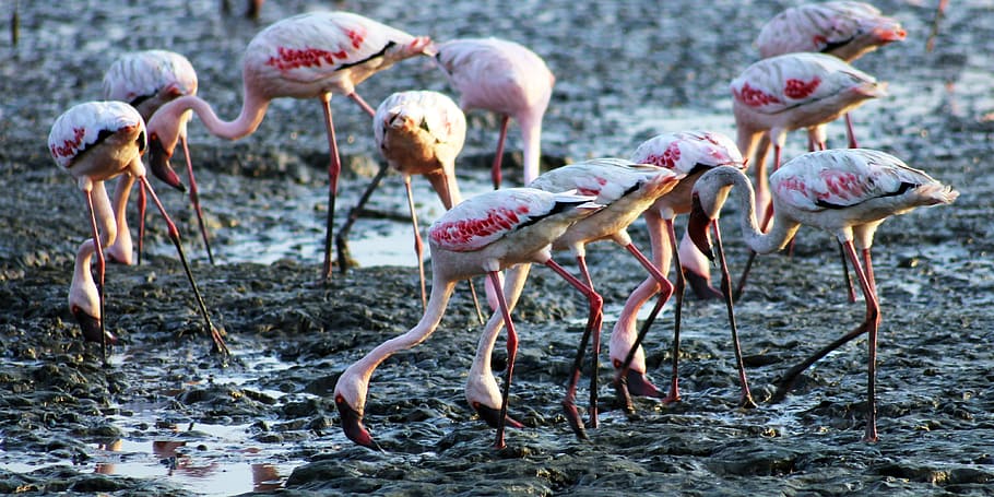 flamingos, birds, eating, ground, india, sewri, group of animals HD wallpaper