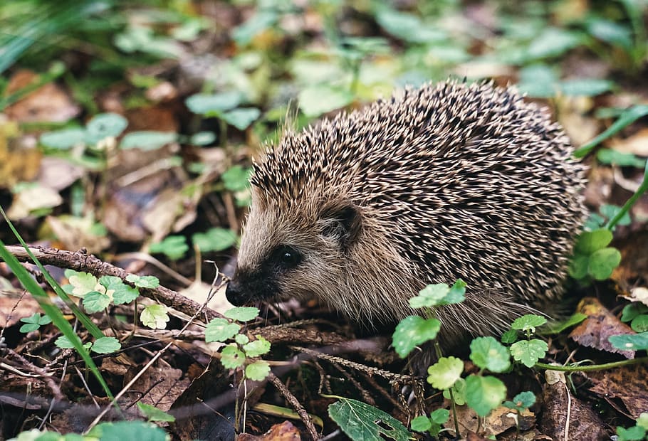 hedgehog on tree roots, crew cut, forest, foliage, grass, nature HD wallpaper