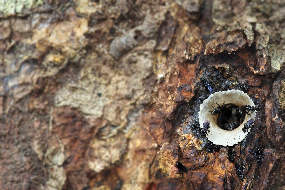 ants, tree, tropical, nature, macro, close, wood, teamwork HD wallpaper