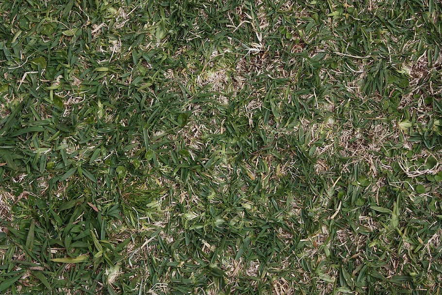 Grass, Texture, Background, Field, Lawn, green, turf, full frame HD wallpaper