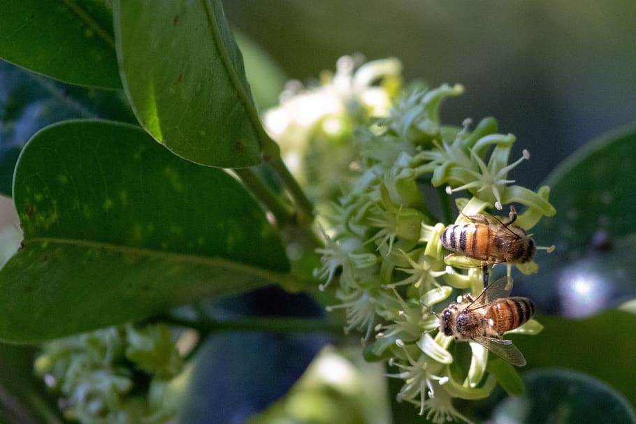 nature, leaf, flora, tree, outdoors, closeup, flower, bee, bees HD wallpaper
