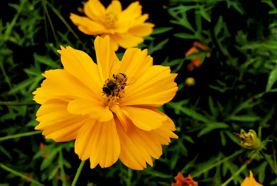 bee, flower, yellow, nectar, flowering plant, invertebrate HD wallpaper