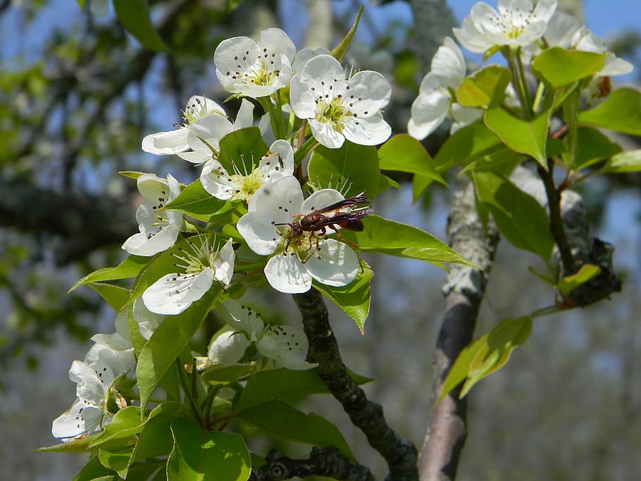 bee, flowers, nature, summer, insect, natural, plant, spring HD wallpaper