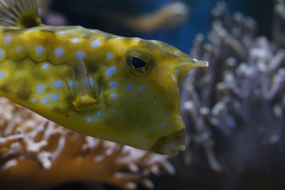 yellow puffer fish, boxfish, close, underwater, swim, animal, HD wallpaper