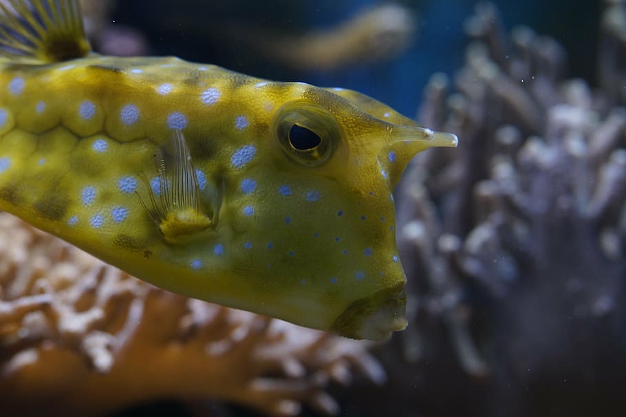 yellow puffer fish, boxfish, close, underwater, swim, animal HD wallpaper