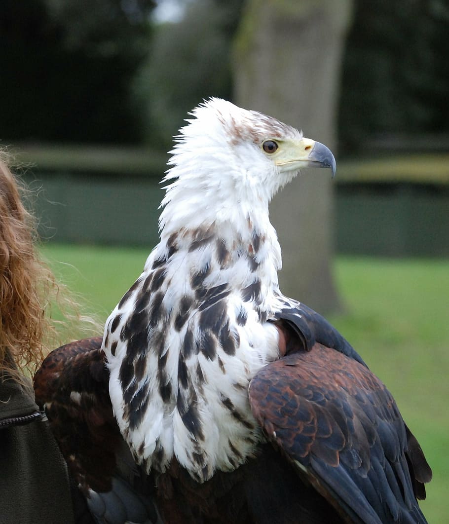 eagle, predator, sharp, eyed, close, up, raptor, bird, animal HD wallpaper