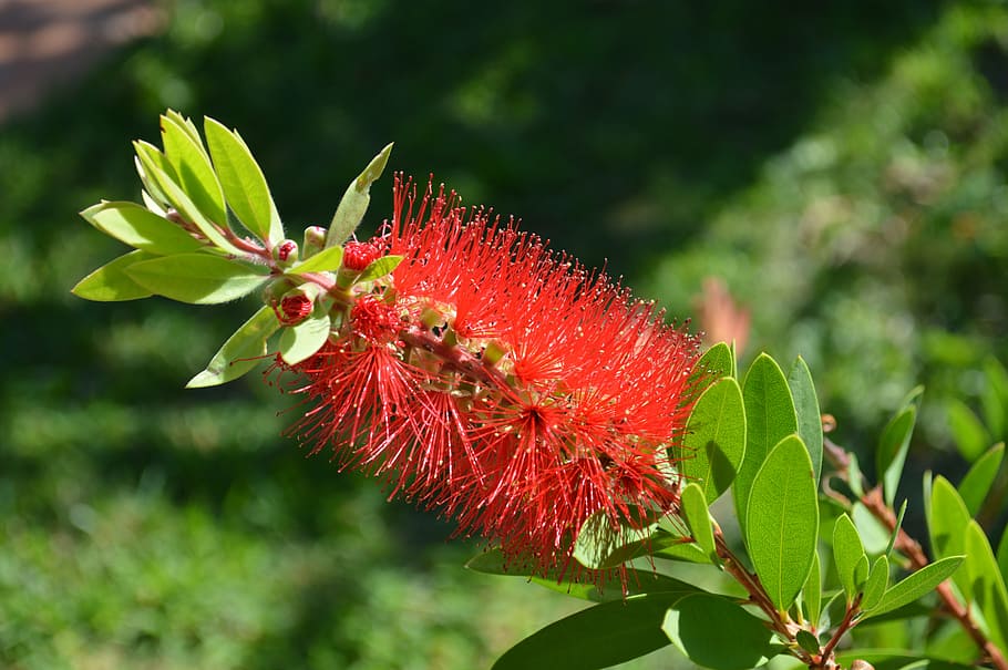 callistemon, spray bottle, shrub, red, ornamental shrubs, plant HD wallpaper