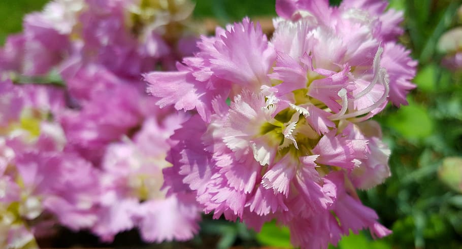 pink, flower, garden, flowering plant, freshness, beauty in nature HD wallpaper