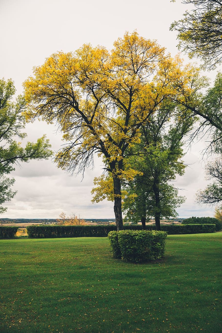 fall, tree, green, yellow, autumn, colorful, landscape, season HD wallpaper