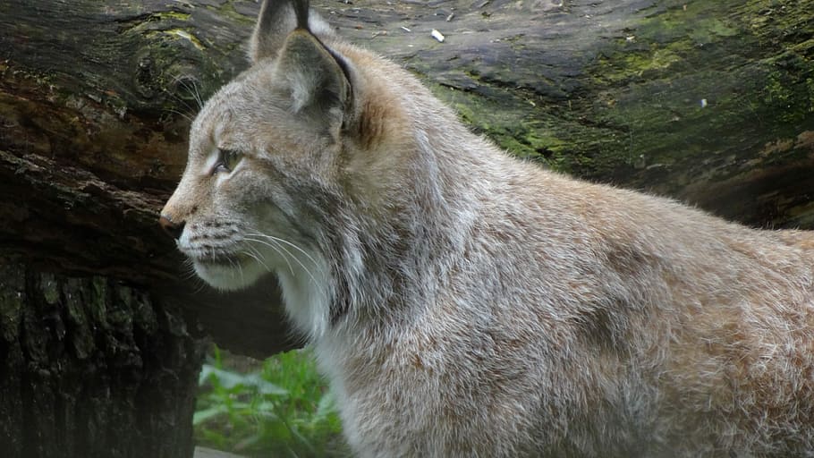 Lynx, Wildcat, animal, wildlife, nature, carnivore, animals In The Wild HD wallpaper