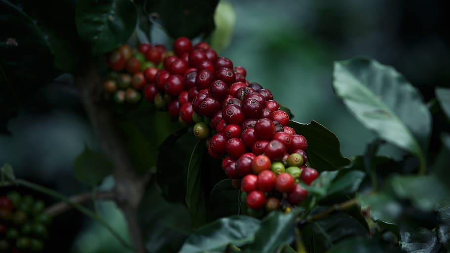 red fruits, coffee, coffee beans, food and drink, leaf, berry fruit