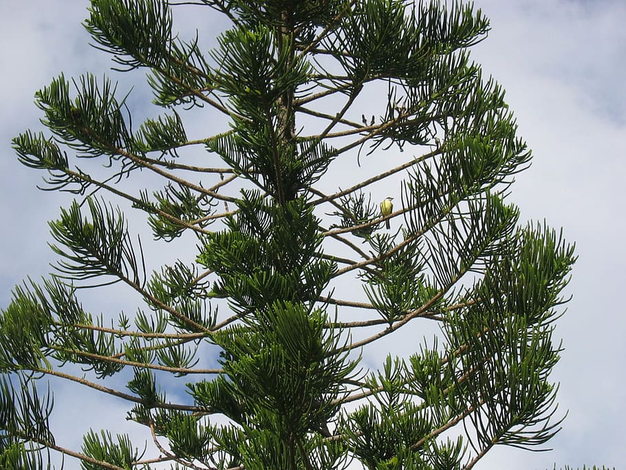 yellowtail, bird, pine tree, sky, bermuda, organic, agriculture HD wallpaper