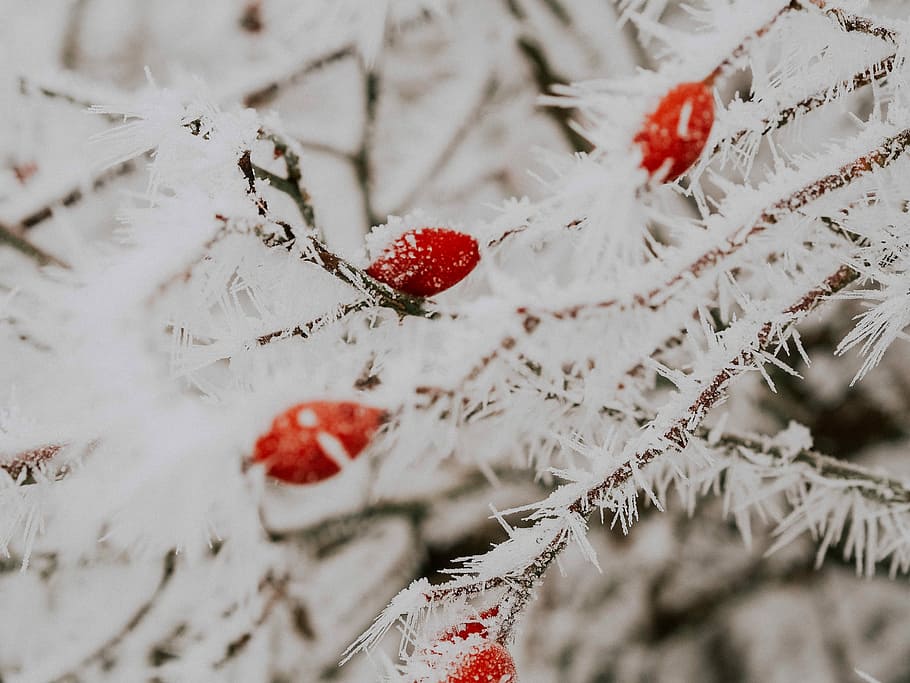 shallow focus photography of tree, red flowering tree, frost HD wallpaper