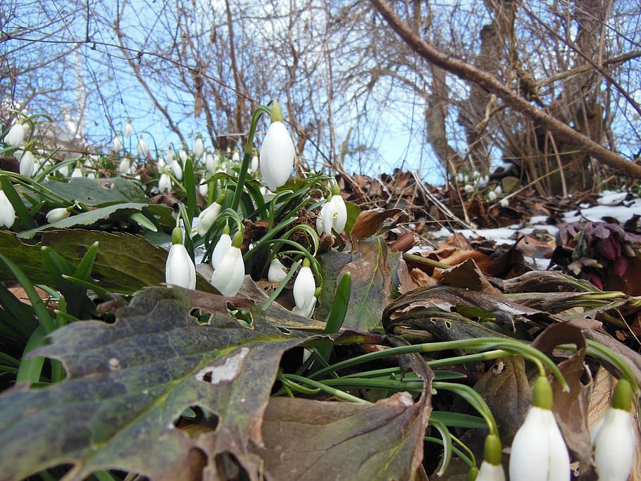 Leaves, Snowdrops, Spring, Sunshine, blue sky, plants, flowers HD wallpaper