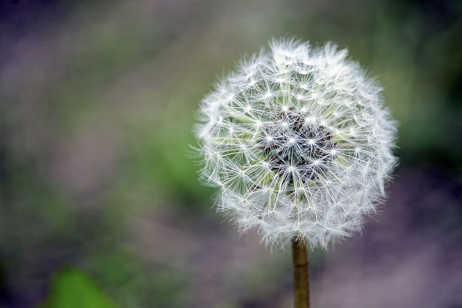 nature, field, flowers, grass, bloom, blooming, blossom, blur HD wallpaper