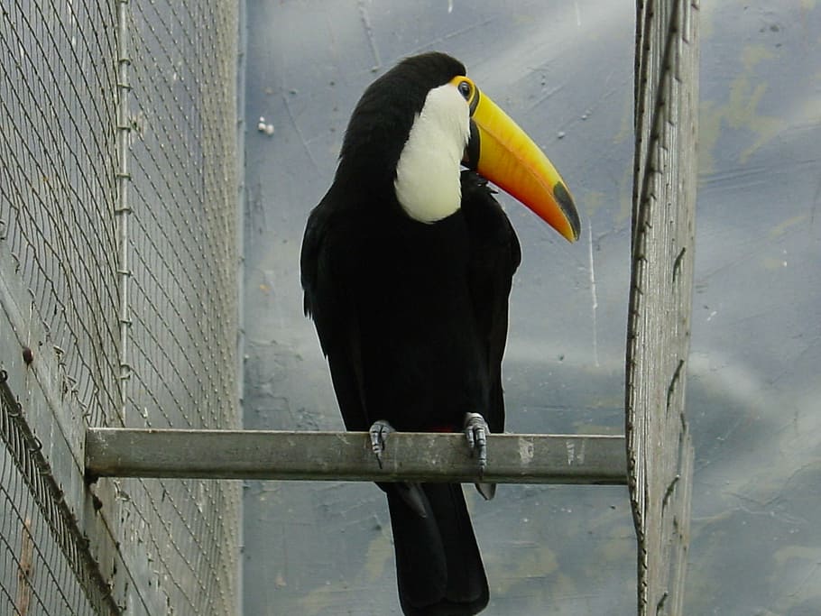 ave, toucan, bird, animals, exotic bird, brazil, tucan, animal themes HD wallpaper