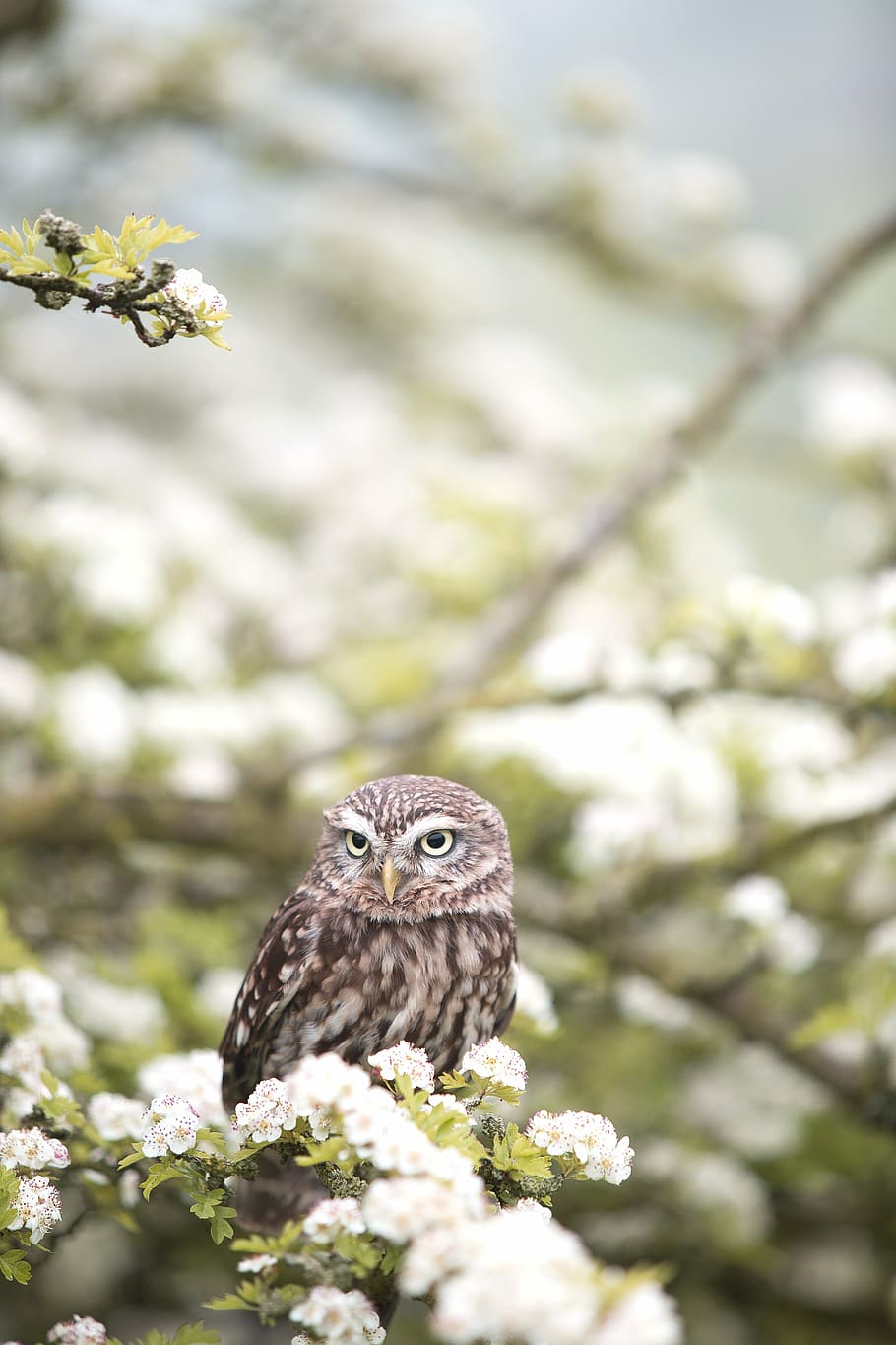 owl on green leafed plant with white flowers, animal, bird, macro