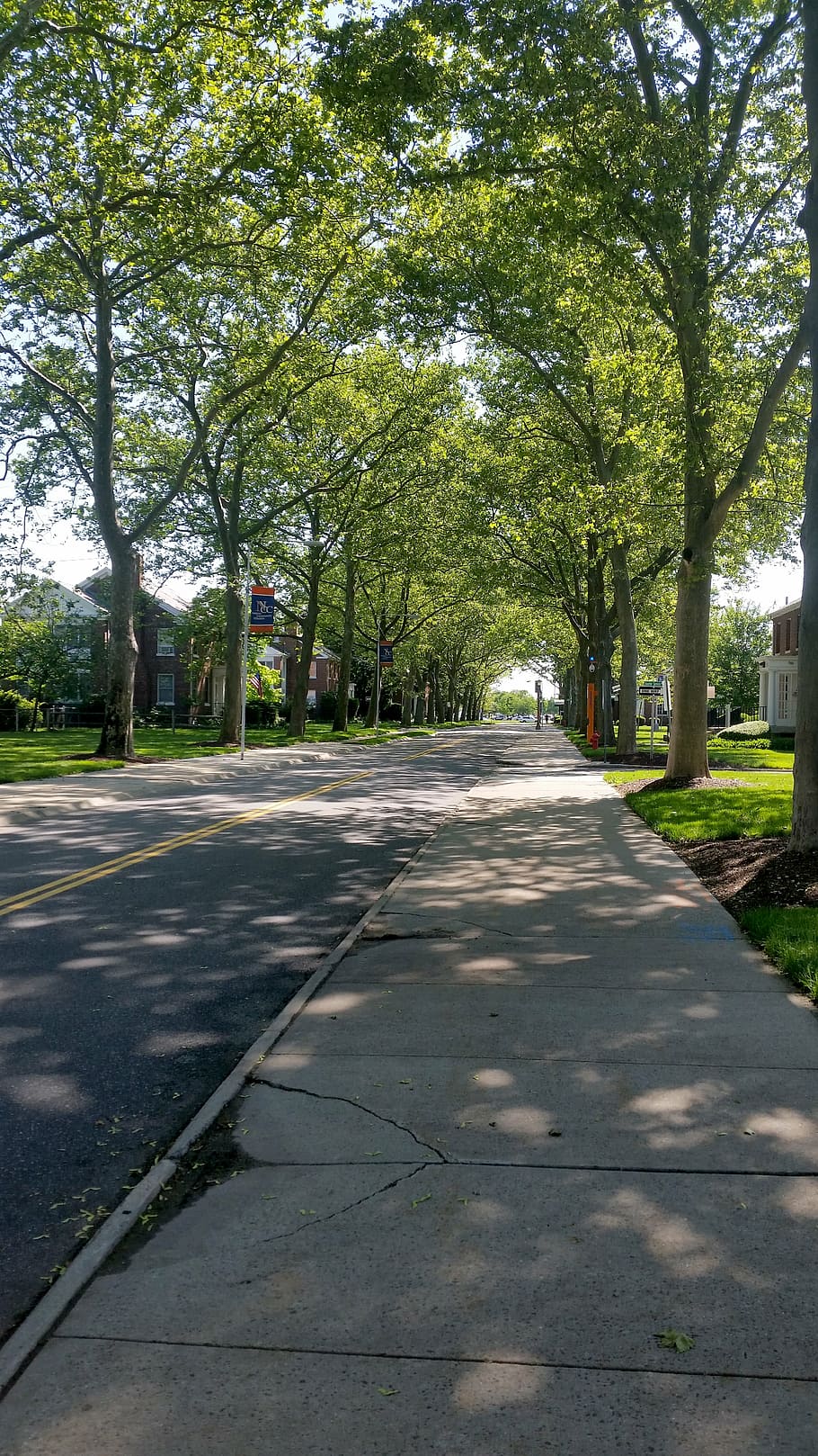 tree-lined street, sidewalk, road, plant, direction, transportation HD wallpaper