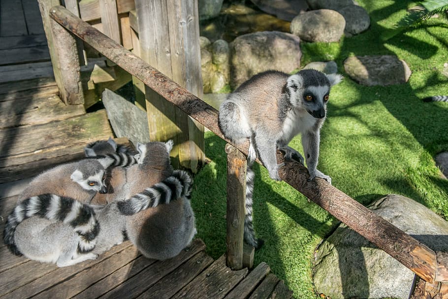lemur, ring-tailed, cute, nature, fur, wildlife, gray, sitting HD wallpaper