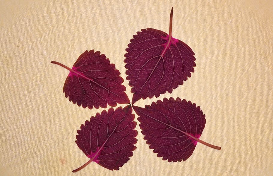 four purple leaves, red, leaf, nature, leaves background, natural HD wallpaper