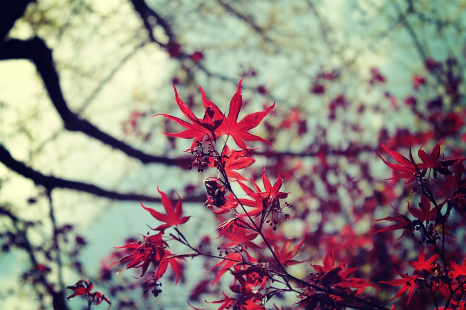 red Maple leaves, nature, tree, branch, leaf, autumn, season HD wallpaper