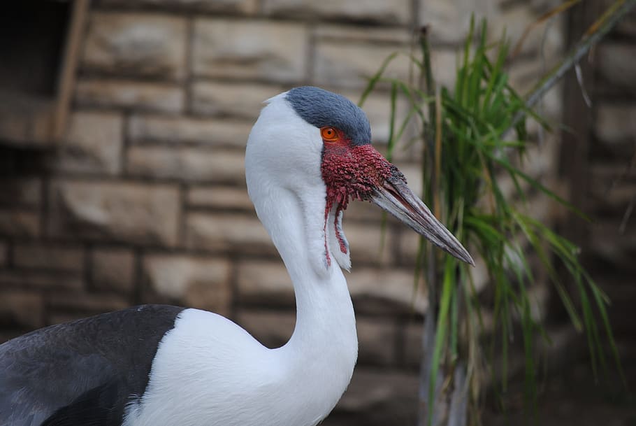 stork, waddle, white, gray, bird, feathers, grey, beak, wing HD wallpaper