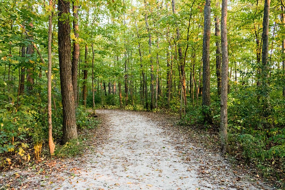 woods, trees, forest, path, plant, land, beauty in nature, tranquility HD wallpaper