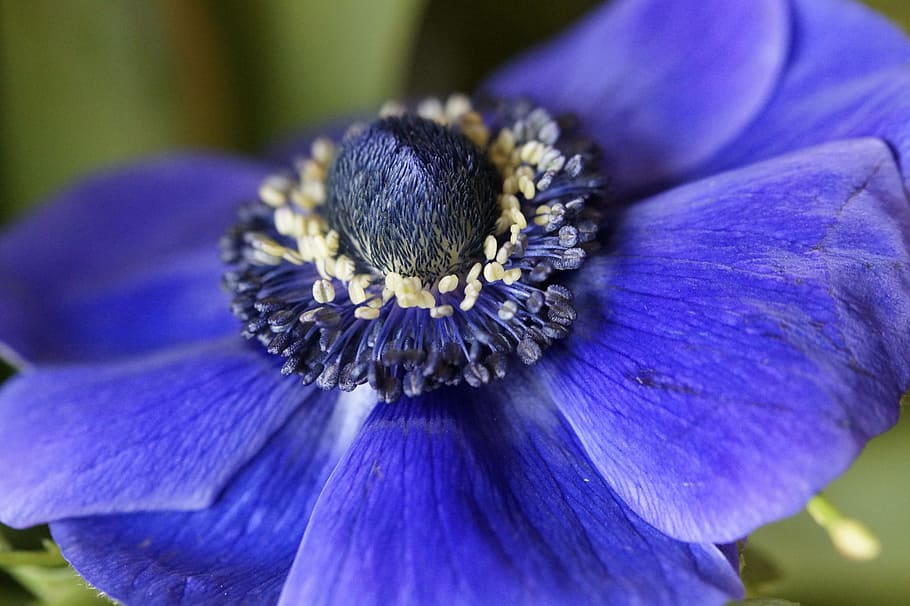 anemone, crown anemone, blue, blossom, bloom, hahnenfußgewächs, HD wallpaper