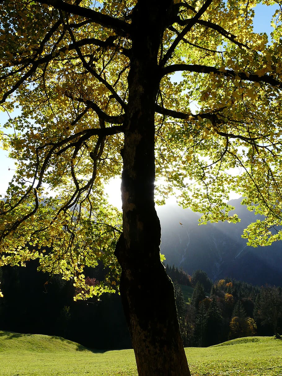 mountain maple, autumn, acer pseudoplatanus, deciduous tree, HD wallpaper