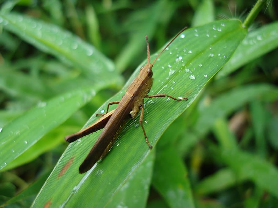 Insect, Nature, Green, one animal, green color, animals in the wild HD wallpaper